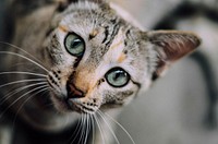 Macro shot of a stray cat looking at camera. Original public domain image from Wikimedia Commons