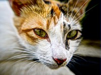 Macro shot of a multicolor cat&#39;s face. Original public domain image from <a href="https://commons.wikimedia.org/wiki/File:%E8%B4%9D%E8%8E%89%E5%84%BF_NG_2014-10-29_(Unsplash).jpg" target="_blank">Wikimedia Commons</a>
