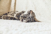 Close-up of a tabby cat lying on its back on a white blanket. Original public domain image from <a href="https://commons.wikimedia.org/wiki/File:Relaxed_tabby_cat_(Unsplash).jpg" target="_blank" rel="noopener noreferrer nofollow">Wikimedia Commons</a>