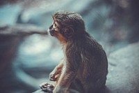 A monkey looking up while sitting on a stone. Original public domain image from <a href="https://commons.wikimedia.org/wiki/File:A_monkey_looking_up_(Unsplash).jpg" target="_blank" rel="noopener noreferrer nofollow">Wikimedia Commons</a>
