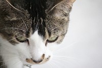 Close up of gray and white domestic cat on light background. Original public domain image from Wikimedia Commons