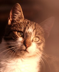 Close-up of a tabby cat's face with its eyes wide open. Original public domain image from <a href="https://commons.wikimedia.org/wiki/File:Cat_face_in_sunlight_(Unsplash).jpg" target="_blank" rel="noopener noreferrer nofollow">Wikimedia Commons</a>