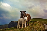 Brown sheep and white lamb stand on grassy hillside. Original public domain image from <a href="https://commons.wikimedia.org/wiki/File:Sheep_and_lamb_on_hill_(Unsplash).jpg" target="_blank" rel="noopener noreferrer nofollow">Wikimedia Commons</a>