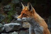 Red fox looks for predators sitting in its natural habitat. Original public domain image from Wikimedia Commons