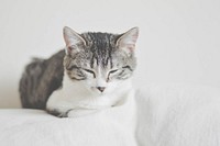 A tabby cat dozing off on top of a white sofa. Original public domain image from <a href="https://commons.wikimedia.org/wiki/File:Sleepy_tabby_(Unsplash).jpg" target="_blank" rel="noopener noreferrer nofollow">Wikimedia Commons</a>