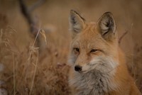 A squinting fox beside a wheat field. Original public domain image from Wikimedia Commons