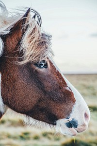 Brown and white horse head. Original public domain image from <a href="https://commons.wikimedia.org/wiki/File:Jorge_Vasconez_2017-01-08_(Unsplash).jpg" target="_blank">Wikimedia Commons</a>