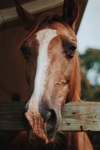 Closeup of horse head. Original public domain image from <a href="https://commons.wikimedia.org/wiki/File:Elijah%27s_Harbor_Christian_Retreat,_Greeneville,_United_States_(Unsplash_WT8uuFmQH0Q).jpg" target="_blank">Wikimedia Commons</a>