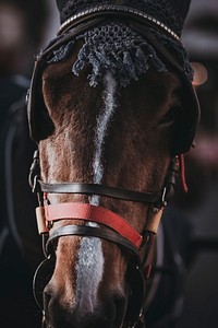 A close-up of the head of a horse with blinkers on. Original public domain image from <a href="https://commons.wikimedia.org/wiki/File:Horse_in_blinkers_(Unsplash).jpg" target="_blank" rel="noopener noreferrer nofollow">Wikimedia Commons</a>
