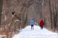 Deer standing on a snow covered path in the forest with two people in the background. Original public domain image from Wikimedia Commons