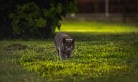 A British Shorthair cat sneaking around in a backyard. Original public domain image from <a href="https://commons.wikimedia.org/wiki/File:Short-haired_cat_in_the_backyard_(Unsplash).jpg" target="_blank" rel="noopener noreferrer nofollow">Wikimedia Commons</a>