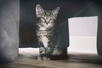 Little tabby cat. Original public domain image from Wikimedia Commons