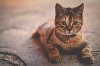 A cute kitten with collar lying on cement floor. Original public domain image from Wikimedia Commons