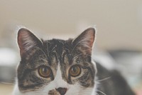 A pale shot of the upper half of a brown-eyed cats face. Original public domain image from Wikimedia Commons