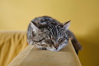 A tabby cat sleeping on an a couch armrest. Original public domain image from <a href="https://commons.wikimedia.org/wiki/File:Get_Some_Sleep_(Unsplash).jpg" target="_blank" rel="noopener noreferrer nofollow">Wikimedia Commons</a>