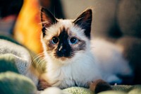 Close-up of a blue-eyed cat lying on the sofa and looking at the camera. Original public domain image from Wikimedia Commons