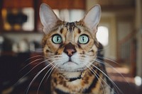 Close-up of a tiger-striped cat's face. Original public domain image from Wikimedia Commons