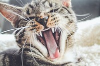 A kitten baring its teeth in a yawn. Original public domain image from Wikimedia Commons