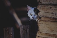 Black and white cat peeking out of wooden wall Original public domain image from Wikimedia Commons