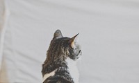 The back of the head of a tabby cat. Original public domain image from <a href="https://commons.wikimedia.org/wiki/File:Pensive_tabby_(Unsplash).jpg" target="_blank" rel="noopener noreferrer nofollow">Wikimedia Commons</a>