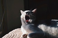 Sun lit gray haired cat yawning. Original public domain image from Wikimedia Commons