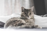 Gray cat lying on bed. Original public domain image from Wikimedia Commons