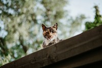 Cat peeks above the roof beam with tongue out. Original public domain image from Wikimedia Commons