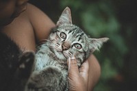 Tabby cat on a girl's laps. Original public domain image from Wikimedia Commons