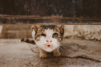 Close-up of a one-eyed cat baring its teeth. Original public domain image from Wikimedia Commons