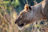 Female lion profile with savanna grass in background. Original public domain image from Wikimedia Commons