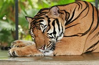 Close-up of a tiger sleeping with its head resting on its paw. Original public domain image from Wikimedia Commons