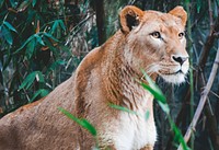 Female lion lioness in the wild near trees with green leaves. Original public domain image from Wikimedia Commons