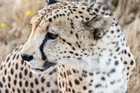 Close-up of a cheetah looking sideways. Original public domain image from <a href="https://commons.wikimedia.org/wiki/File:Cheetah_in_close-up_(Unsplash).jpg" target="_blank" rel="noopener noreferrer nofollow">Wikimedia Commons</a>
