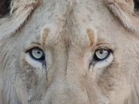 A close-up of a lion's eyes. Original public domain image from Wikimedia Commons