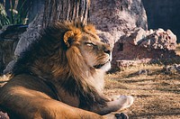 A close up lion sitting on the ground at Phoenix Zoo, Phoenix, United States. Original public domain image from Wikimedia Commons