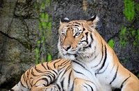 A tiger sitting with rock mountain background. Original public domain image from Wikimedia Commons