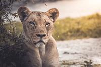 Close-up of a female lion near a creek. Original public domain image from Wikimedia Commons