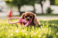 Cocker spaniel playing in grass. Original public domain image from Wikimedia Commons