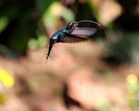 Hummingbird with a long beak flies through the air. Original public domain image from Wikimedia Commons