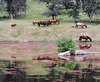 A group of foals and adult horses grazing on the shores of a lake. Original public domain image from Wikimedia Commons