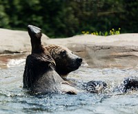 Bear swimming in the lake. Original public domain image from Wikimedia Commons