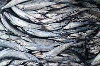 A large number of fresh-caught gray fish. Original public domain image from <a href="https://commons.wikimedia.org/wiki/File:Flying_fishes_on_the_ground_(Unsplash).jpg" target="_blank" rel="noopener noreferrer nofollow">Wikimedia Commons</a>