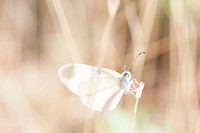White butterfly. Original public domain image from Wikimedia Commons