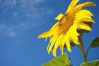 Yellow sunflower. Original public domain image from <a href="https://commons.wikimedia.org/wiki/File:Lisa_Pellegrini_2016_(Unsplash).jpg" target="_blank">Wikimedia Commons</a>