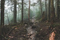 A small rocky creek in a forest on a foggy day. Original public domain image from <a href="https://commons.wikimedia.org/wiki/File:Misty_forest_creek_(Unsplash).jpg" target="_blank" rel="noopener noreferrer nofollow">Wikimedia Commons</a>