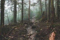 A small rocky creek in a forest on a foggy day. Original public domain image from Wikimedia Commons