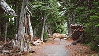 A deer near several dead trees on a forest path. Original public domain image from Wikimedia Commons