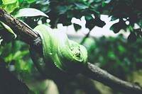 Green snake on tree branch. Original public domain image from Wikimedia Commons