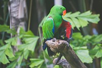 Green parrot with an orange beak perched on a branch. Original public domain image from Wikimedia Commons