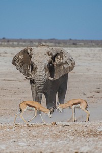 Two antelopes locking their horns in front of an elephant in a national park. Original public domain image from Wikimedia Commons